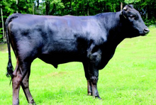 Load image into Gallery viewer, Semen - VT Shigeshigeito C47 (Jon Snow) Semen for Domestic Use Only