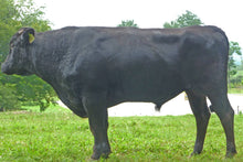 Load image into Gallery viewer, Semen - VT Takazakura C30 (Thor) - Conventional Semen for Domestic Use