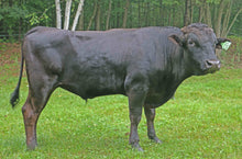 Load image into Gallery viewer, Semen - VT Michiharuki C23 (Hulk) - Conventional Semen for Domestic Use