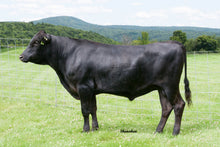 Load image into Gallery viewer, Semen - VT Shigetanitenza A03 (Cupid) - Conventional Semen for Domestic Use