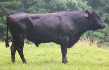 Load image into Gallery viewer, Semen - EF Itomichikan (Rick) - Conventional Semen for Domestic Use