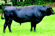 Load image into Gallery viewer, Semen - VT Harushanhira B18 (James) - Conventional Semen for Domestic Use