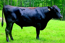 Load image into Gallery viewer, Semen - VT Tenzamoritaka B14 (Jordan) - Conventional Semen for Domestic Use