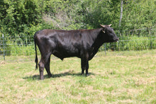 Load image into Gallery viewer, Livestock Female FOX G2