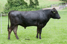 Load image into Gallery viewer, Semen - VT Takateru 1k A04 (Saturn) - Conventional Semen for Domestic Use