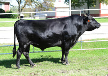 Load image into Gallery viewer, Semen - VT Fukutsuru 068 C13 (Villon) - Conventional Semen for Domestic Use