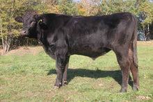 Load image into Gallery viewer, Semen - VT Hiraitoyasu D20 (Chestnut) Semen for Domestic Use Only