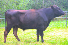 Load image into Gallery viewer, Semen - VT Itoshigenami Z278 D40 (Miguel) Semen for Domestic Use Only