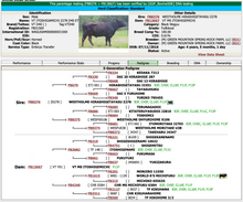 Load image into Gallery viewer, Semen - VT Itoshigenami Z278 D40 (Miguel) Semen for Domestic Use Only