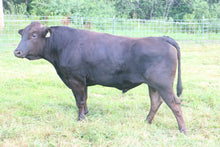 Load image into Gallery viewer, Semen - VT Kitayasuito D43 (Brick) Semen for Domestic Use Only