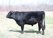 Load image into Gallery viewer, Semen - VT Nakatani F02 - CSS Semen for Domestic Use