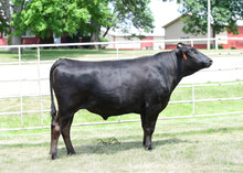 Load image into Gallery viewer, Semen - VT Terutani Tornado F138 CSS Semen, Exportable