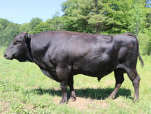 Load image into Gallery viewer, Semen - VT Yasuzuru Doi X07 (Gabriel) - Conventional Semen for Domestic Use