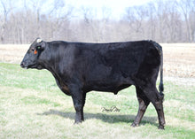 Load image into Gallery viewer, Semen - VT Yoshishige F29 - CSS Semen for Domestic Use