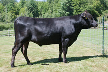 Load image into Gallery viewer, Semen - VT Shigefujiko Y10 (George) - Conventional Semen for Domestic Use