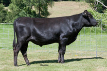 Load image into Gallery viewer, Semen - VT Shigeshigezuru Z03 (Batman) - Conventional Semen for Domestic Use