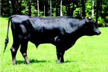 Load image into Gallery viewer, Semen - VT Kikutenza 400 C39 (Snoopy) Semen for Domestic Use Only