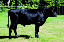 Load image into Gallery viewer, Semen - VT Yasuhani Z13 - Conventional Semen for Domestic Use