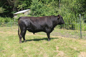 Livestock Female VTF115