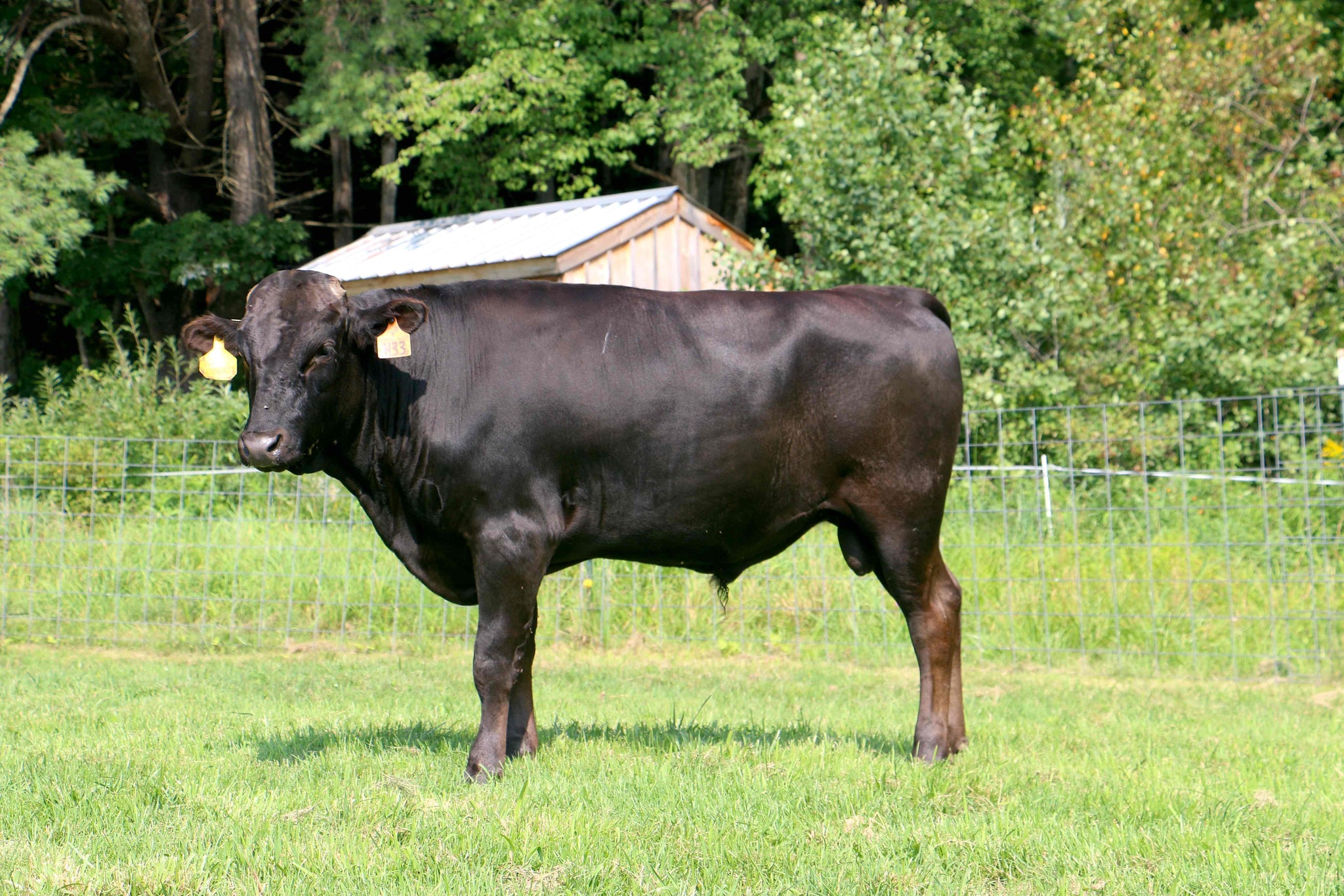 Products – VT Wagyu Breeding & Genetics