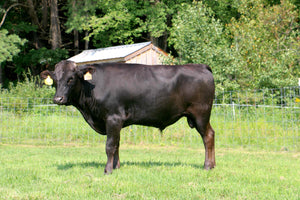 Livestock Female VTE68